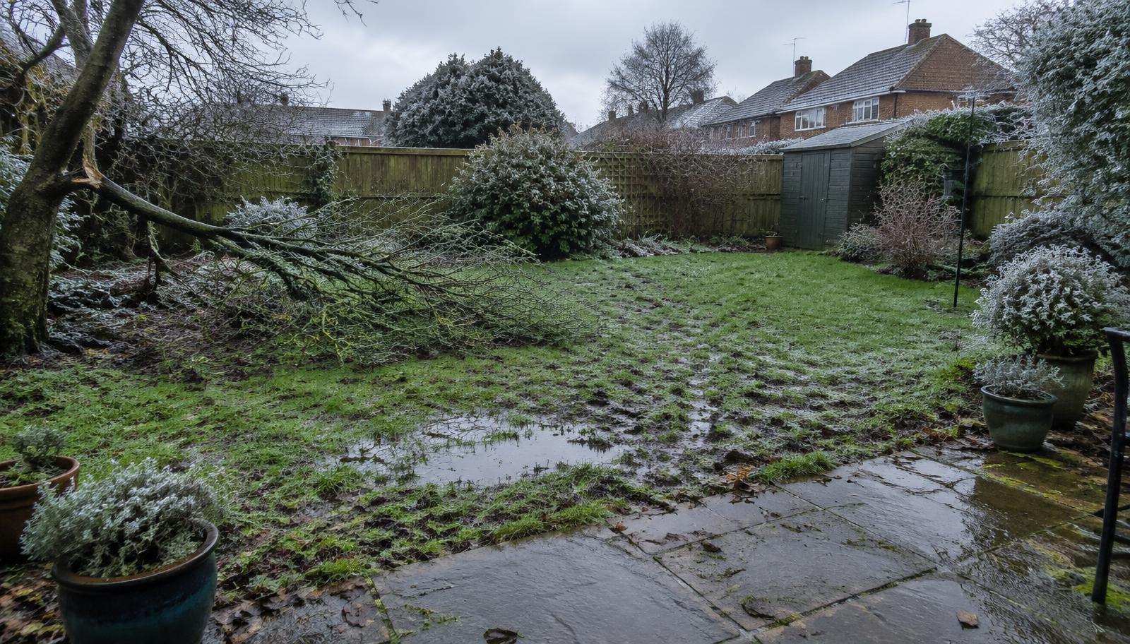 Waterlogged lawn, frosted shrubs, a fallen branch and a damp mossy patio in an Essex garden in winter
